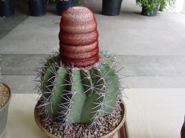 Melocactus_pachycanthus_1